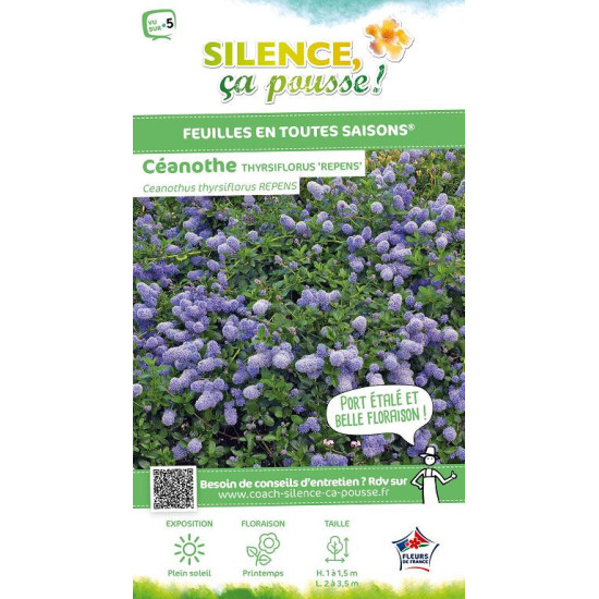 Ceanothe thyrsiflorus rampant 50cm de Plantes Silence ça pousse dans Arbustes persistants en livraison