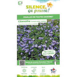 Ceanothe thyrsiflorus rampant 50cm de Plantes Silence ça pousse dans Arbustes persistants en livraison