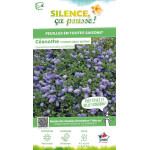 Ceanothe thyrsiflorus rampant 50cm de Plantes Silence ça pousse dans Arbustes persistants en livraison