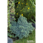 Genevrier ecailleux Blue Star 50cm de Plantes Silence ça pousse dans Conifères de rocailles en livraison