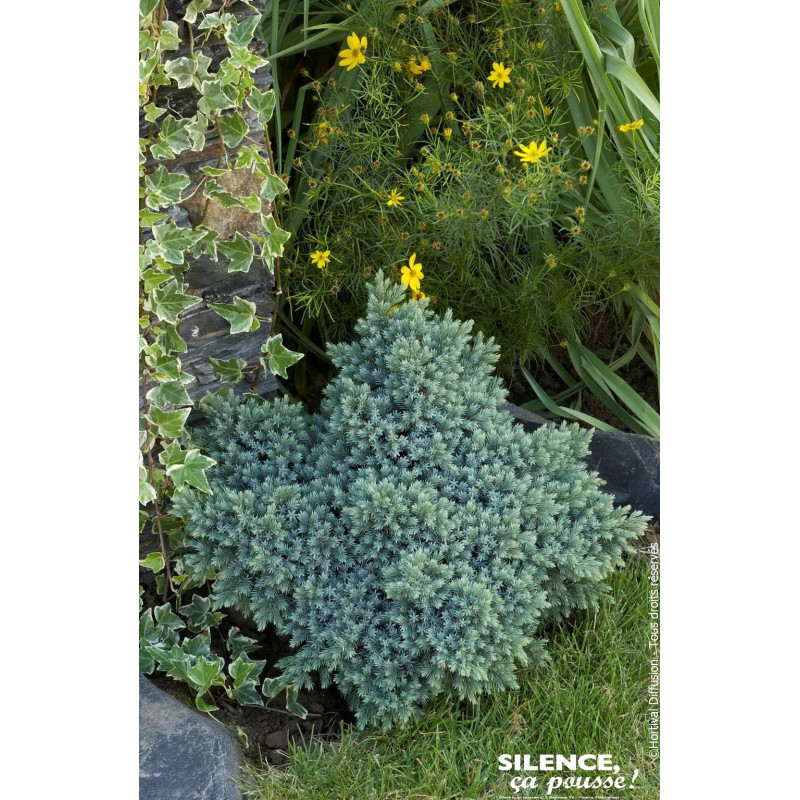 Genevrier ecailleux Blue Star 50cm de Plantes Silence ça pousse dans Conifères de rocailles en livraison