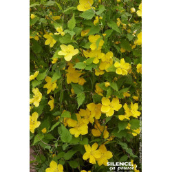 Corete du Japon Golden Guinea 65cm de Plantes Silence ça pousse dans Arbustes caducs en livraison