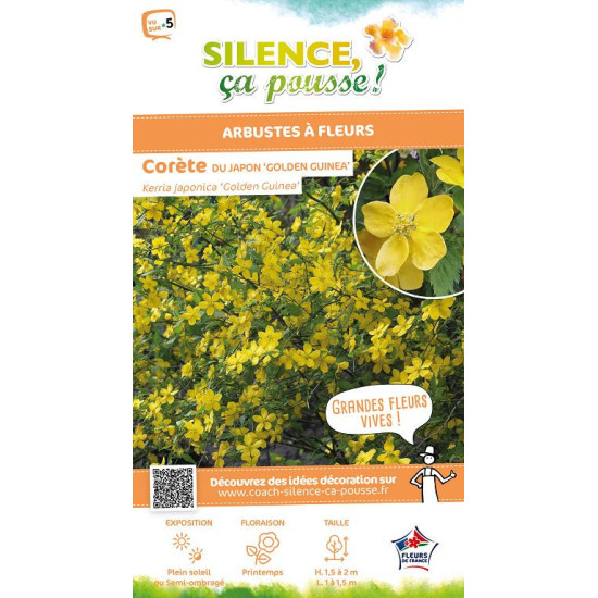 Corete du Japon Golden Guinea 65cm de Plantes Silence ça pousse dans Arbustes caducs en livraison
