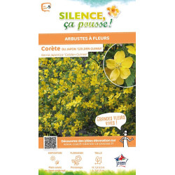 Corete du Japon Golden Guinea 65cm de Plantes Silence ça pousse dans Arbustes caducs en livraison