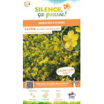 Corete du Japon Golden Guinea 65cm de Plantes Silence ça pousse dans Arbustes caducs en livraison