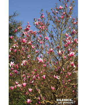 Magnolia Star Wars, Magnolier 80cm de Plantes Silence ça pousse dans Arbustes caducs en livraison