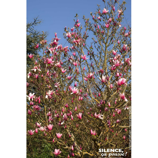 Magnolia Star Wars, Magnolier 80cm de Plantes Silence ça pousse dans Arbustes caducs en livraison