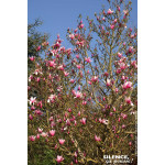 Magnolia Star Wars, Magnolier 80cm de Plantes Silence ça pousse dans Arbustes caducs en livraison