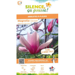 Magnolia Star Wars, Magnolier 80cm de Plantes Silence ça pousse dans Arbustes caducs en livraison