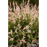 SALIX INTEGR,HAKURO NISHIKI C10 TF/BU de Plantes Silence ça pousse dans Arbustes caducs en livraison