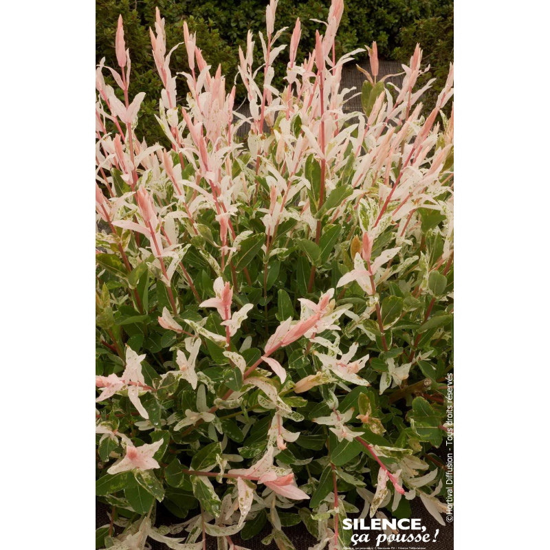 SALIX INTEGR,HAKURO NISHIKI C10 TF/BU de Plantes Silence ça pousse dans Arbustes caducs en livraison