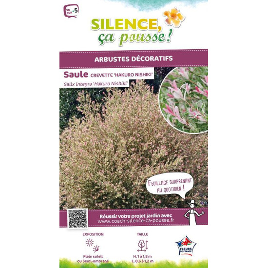 SALIX INTEGR,HAKURO NISHIKI C10 TF/BU de Plantes Silence ça pousse dans Arbustes caducs en livraison