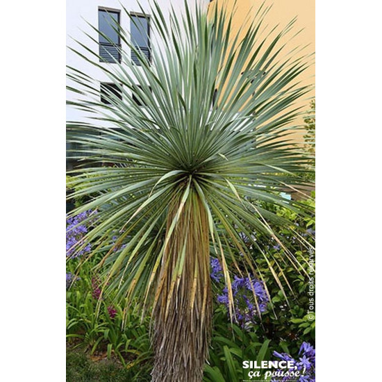 Yucca rostrata Sapphire Skies 65cm de Plantes Silence ça pousse dans Plantes à petits fruits (kiwi, myrtilles, groseilles, ca...