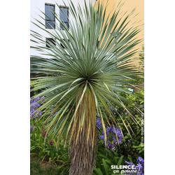 Yucca rostrata Sapphire Skies 65cm de Plantes Silence ça pousse dans Plantes à petits fruits (kiwi, myrtilles, groseilles, ca...