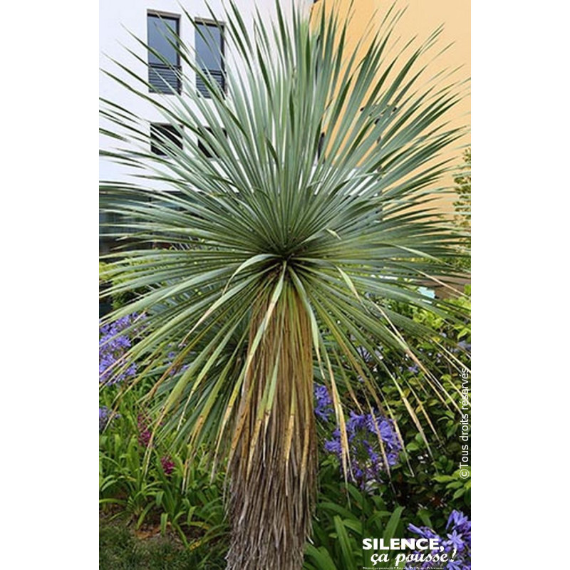 Yucca rostrata Sapphire Skies 65cm de Plantes Silence ça pousse dans Plantes à petits fruits (kiwi, myrtilles, groseilles, ca...