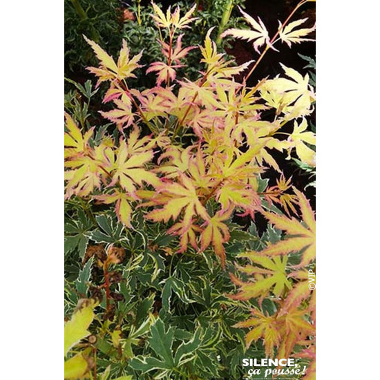 Erable du japon METAMORPHOSA 120cm de Plantes Silence ça pousse dans Plantes à petits fruits (kiwi, myrtilles, groseilles, ca...