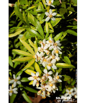 Oranger du Mexique GOLDFINGER 80cm de Plantes Silence ça pousse dans Arbustes persistants en livraison