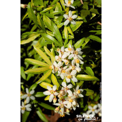Oranger du Mexique GOLDFINGER 80cm de Plantes Silence ça pousse dans Arbustes persistants en livraison