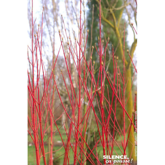 Cornouiller blanc BATON ROUGE 50cm de Plantes Silence ça pousse dans Arbustes caducs en livraison