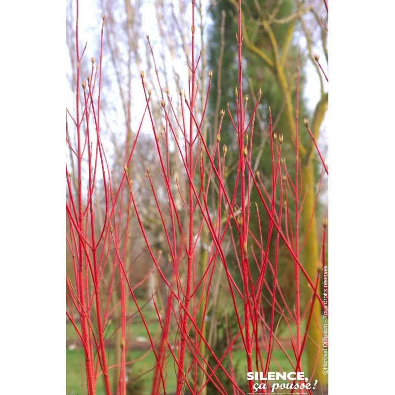 Cornouiller blanc BATON ROUGE 50cm de Plantes Silence ça pousse dans Arbustes caducs en livraison