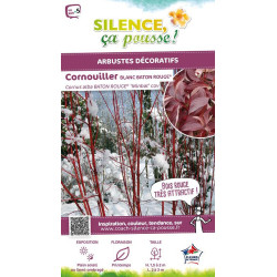 Cornouiller blanc BATON ROUGE 50cm de Plantes Silence ça pousse dans Arbustes caducs en livraison