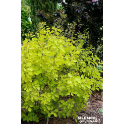 COTINUS COG,GOLDEN LADY C10 TF/BU de Plantes Silence ça pousse dans Arbustes caducs en livraison