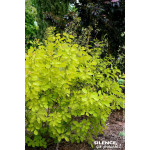 COTINUS COG,GOLDEN LADY C10 TF/BU de Plantes Silence ça pousse dans Arbustes caducs en livraison
