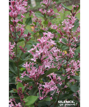 Lilas BLOOMERANG Pink Perfume 65cm de Plantes Silence ça pousse dans Arbustes caducs en livraison