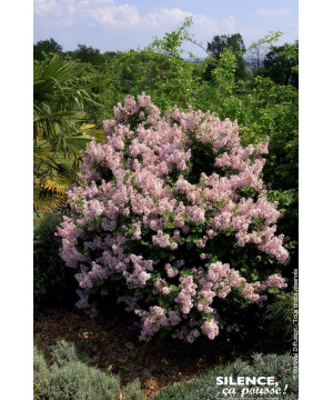 Lilas Josee 65cm Silence ca pousse de Plantes Silence ça pousse dans Arbustes caducs en livraison