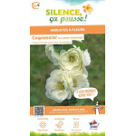 Cognassier du Japon Kinshiden 140cm de Plantes Silence ça pousse dans ZZ hortival