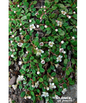 Cotoneaster Frieders Evergreen 30cm de Plantes Silence ça pousse dans Arbustes caducs en livraison