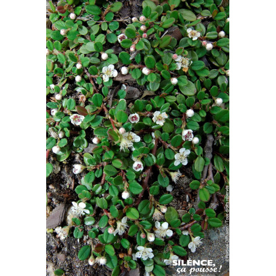 Cotoneaster Frieders Evergreen 30cm de Plantes Silence ça pousse dans Arbustes caducs en livraison