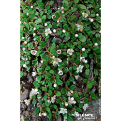 Cotoneaster Frieders Evergreen 30cm de Plantes Silence ça pousse dans Arbustes caducs en livraison