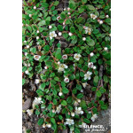Cotoneaster Frieders Evergreen 30cm de Plantes Silence ça pousse dans Arbustes caducs en livraison