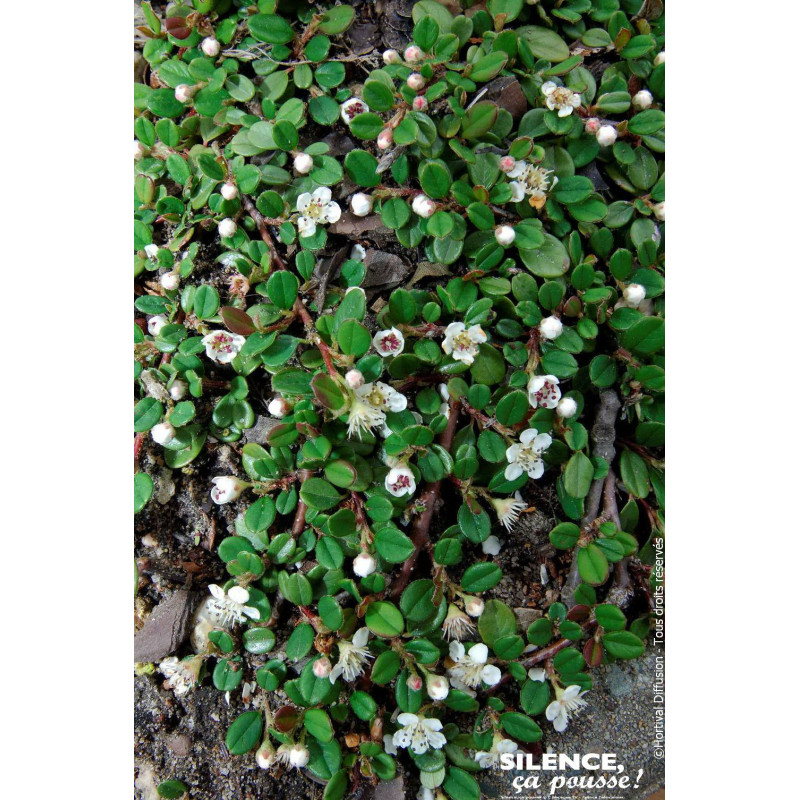 Cotoneaster Frieders Evergreen 30cm de Plantes Silence ça pousse dans Arbustes caducs en livraison
