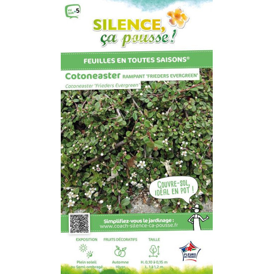 Cotoneaster Frieders Evergreen 30cm de Plantes Silence ça pousse dans Arbustes caducs en livraison