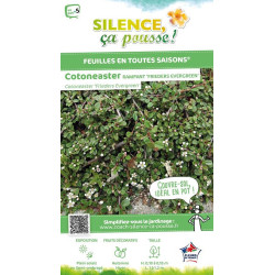 Cotoneaster Frieders Evergreen 30cm de Plantes Silence ça pousse dans Arbustes caducs en livraison