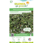 Cotoneaster Frieders Evergreen 30cm de Plantes Silence ça pousse dans Arbustes caducs en livraison