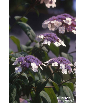 Hortensia arbustif de Sargent 100cm de Plantes Silence ça pousse dans Arbustes caducs en livraison
