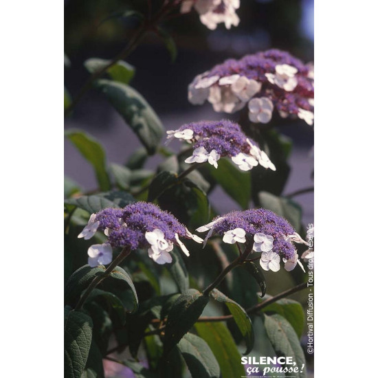 Hortensia arbustif de Sargent 100cm de Plantes Silence ça pousse dans Arbustes caducs en livraison