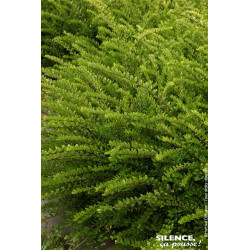 Chevrefeuille brillant Maigrun 50cm de Plantes Silence ça pousse dans Arbustes persistants en livraison