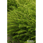 Chevrefeuille brillant Maigrun 50cm de Plantes Silence ça pousse dans Arbustes persistants en livraison