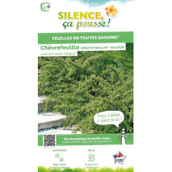 Chevrefeuille brillant Maigrun 50cm de Plantes Silence ça pousse dans Arbustes persistants en livraison