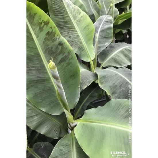 Bananier nain Dwarf Cavendish 100cm de Plantes Silence ça pousse dans Plantes à petits fruits (kiwi, myrtilles, groseilles, c...