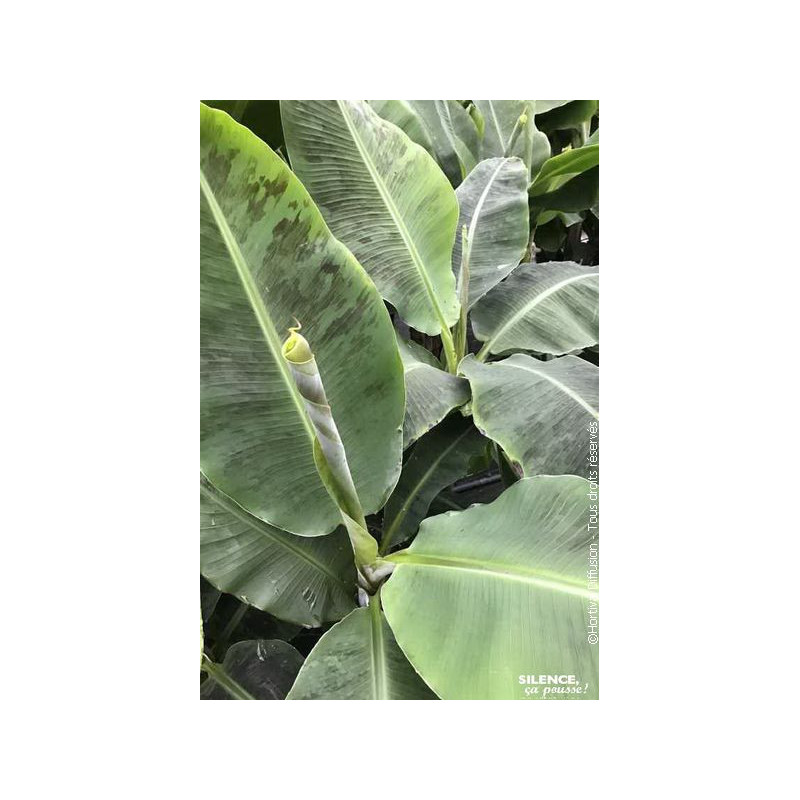 Bananier nain Dwarf Cavendish 100cm de Plantes Silence ça pousse dans Plantes à petits fruits (kiwi, myrtilles, groseilles, c...