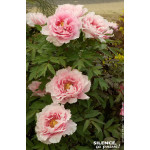 Pivoine arbustive a fleur rose 65cm de Plantes Silence ça pousse dans Arbustes caducs en livraison