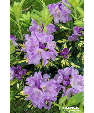 Rhododendron hybride Blattgold 80cm de Plantes Silence ça pousse dans Plantes à petits fruits (kiwi, myrtilles, groseilles, c...