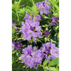 Rhododendron hybride Blattgold 80cm de Plantes Silence ça pousse dans Plantes à petits fruits (kiwi, myrtilles, groseilles, c...