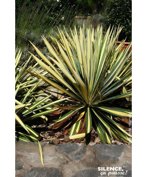 Yucca herbe a soie Color Guard 65cm de Plantes Silence ça pousse dans Plantes à petits fruits (kiwi, myrtilles, groseilles, c...
