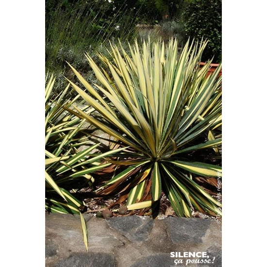 Yucca herbe a soie Color Guard 65cm de Plantes Silence ça pousse dans Plantes à petits fruits (kiwi, myrtilles, groseilles, c...
